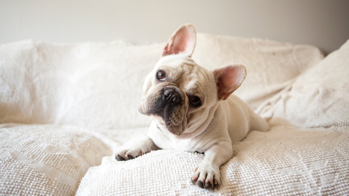 America Kennel Club Announces Most Popular Dog Breed in US – NBC Los Angeles - Vimarsana News