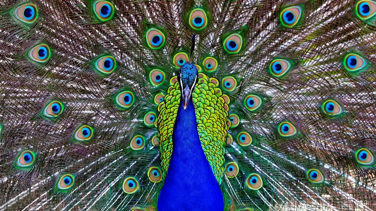 Peafowl Get Their Own Party at SoCal’s Peafowl-iest Place, LA Arboretum ...