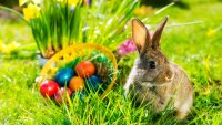 Now Hopping: A Sunny Springtime Easter Festival in Moorpark