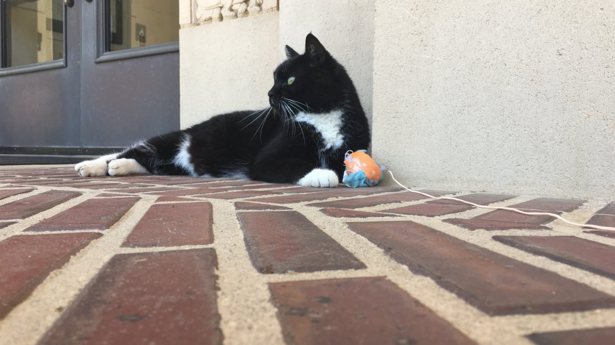 UCLA’s Beloved Powell Cat Has Passed Away
