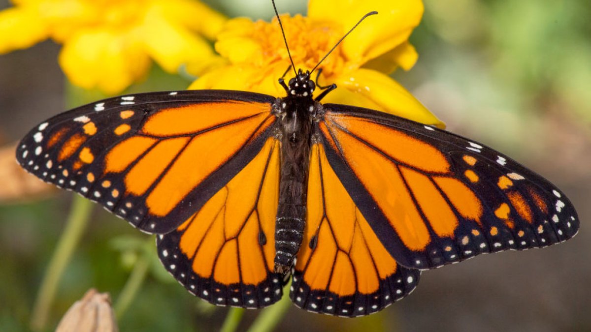 Southern Californians urged to report Monarch butterfly sightings