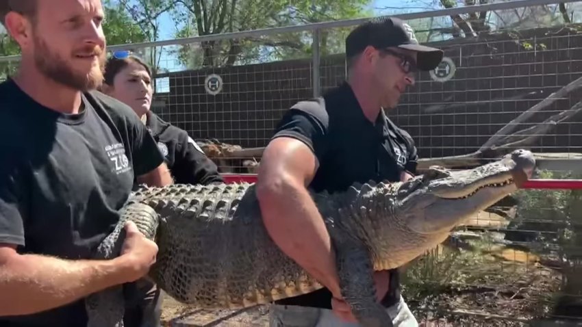 The team at Animal World and Snake Farm assisted Texas Game Wardens with the recent alligator relocation in Central Texas. Tewa has been returned to her habitat.