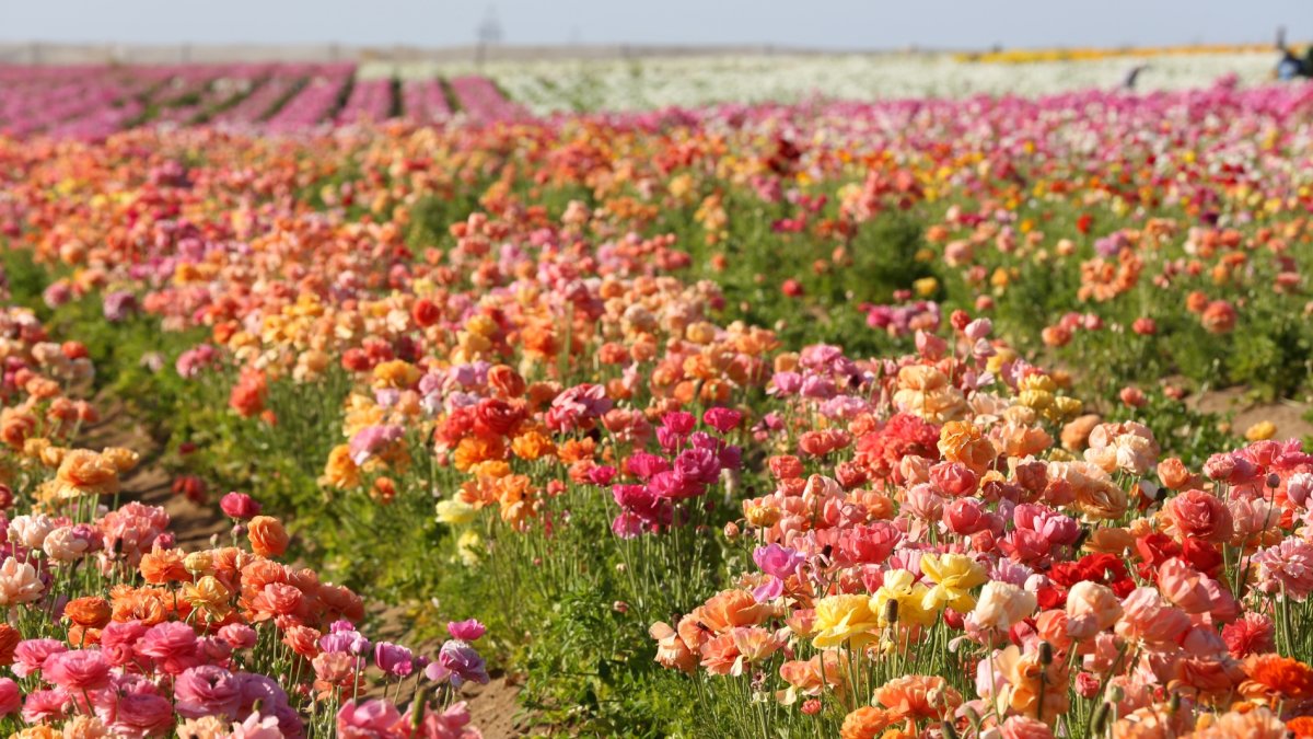 It’s Opening Day at The Flower Fields; Save on Tickets During the