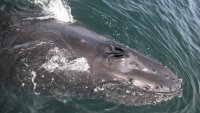 Mondo Mammals Make Merry Near Monterey as Whale Fans Party Onshore