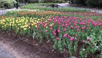 Tulip Fans, ‘Now Through Early April' Is Your Window to Admire These Local Beauties
