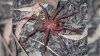 Super-Sized Trapdoor Spider Discovered in Australia