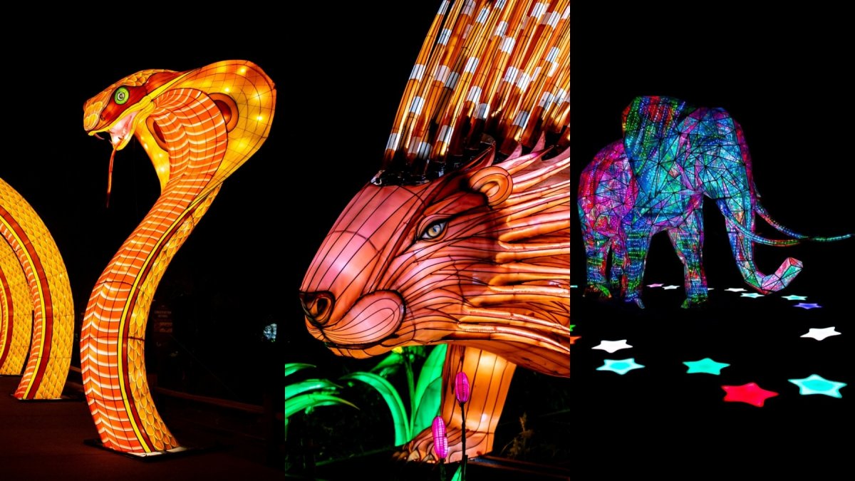 A sparkly sign of spring: The return of 'Glow in the Park' at The Living Desert – NBC Los Angeles - Vimarsana News