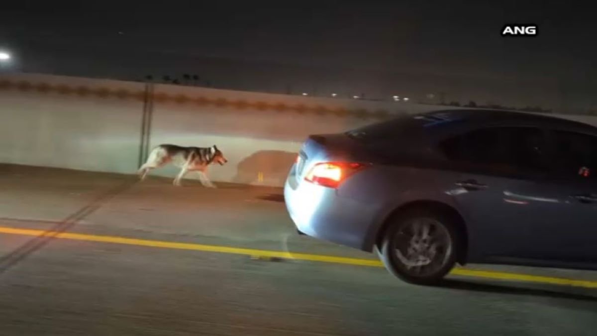 Husky Ends Up in CHP Custody After a Midnight Run on 710 Freeway in Commerce