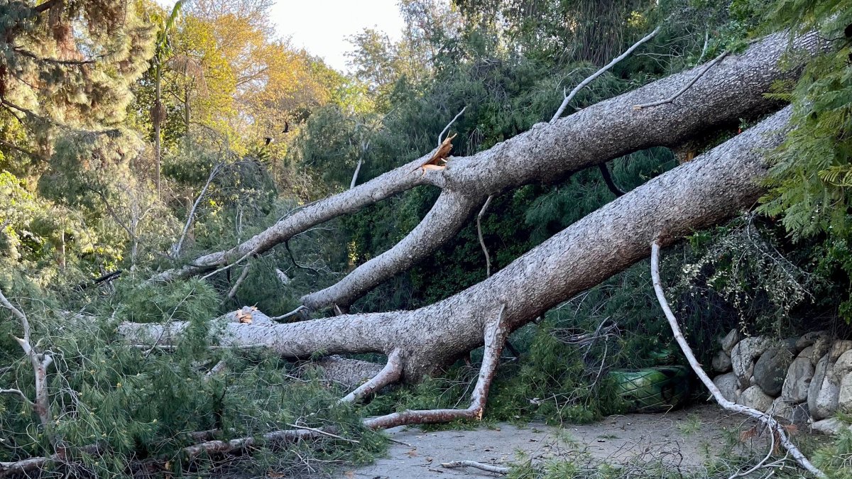 LA Zoo Closes for Storm Cleanup After Wet and Windy Weather