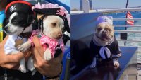 Tails From the High Seas: San Diego Pet Day on the Bay