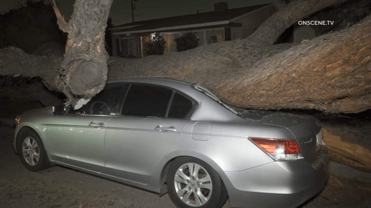 Árbol aplasta auto y casi pierde casa en Whittier – Telemundo 52