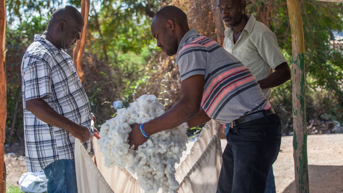 How Timberland, Vans, VF Corp. Are Making Sure Their Cotton Isn't 'Greenwashed' – NBC Los Angeles - Vimarsana News