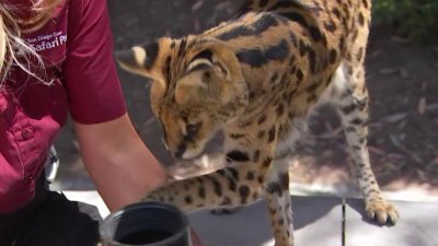 San Diego Zoo Visits California Live! 