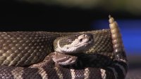 Firefighters Issue Rattlesnake Warning in Riverside