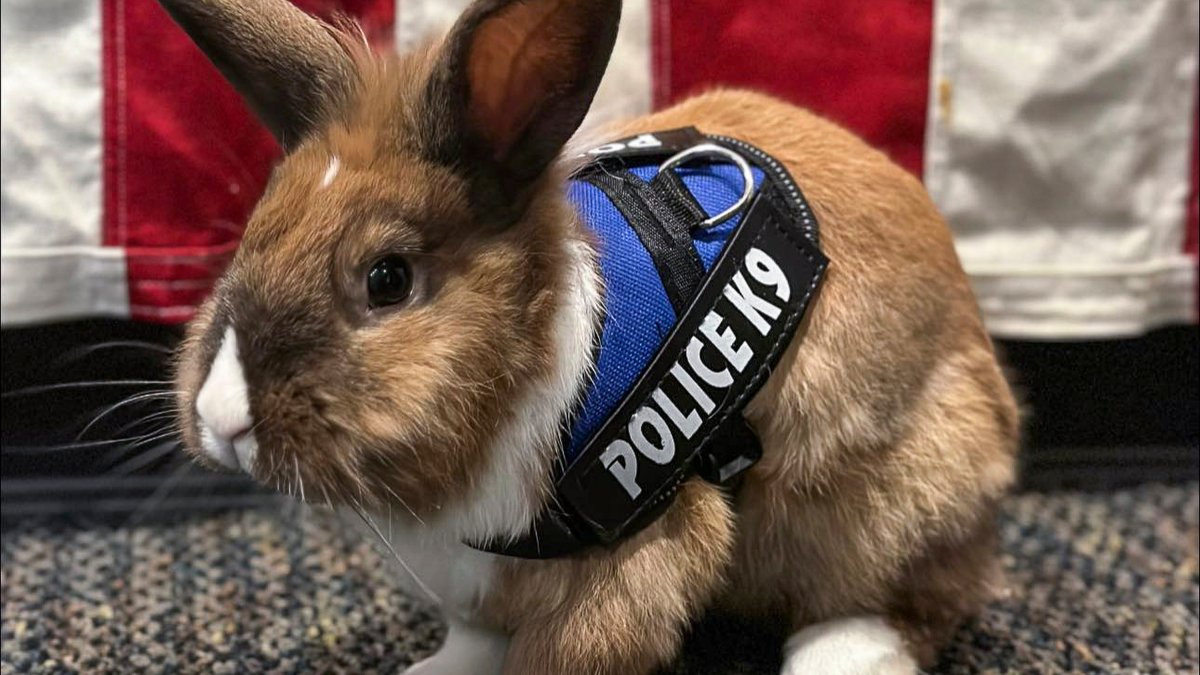 California Police Department Hires Bunny as Officer – NBC Los Angeles - Vimarsana News