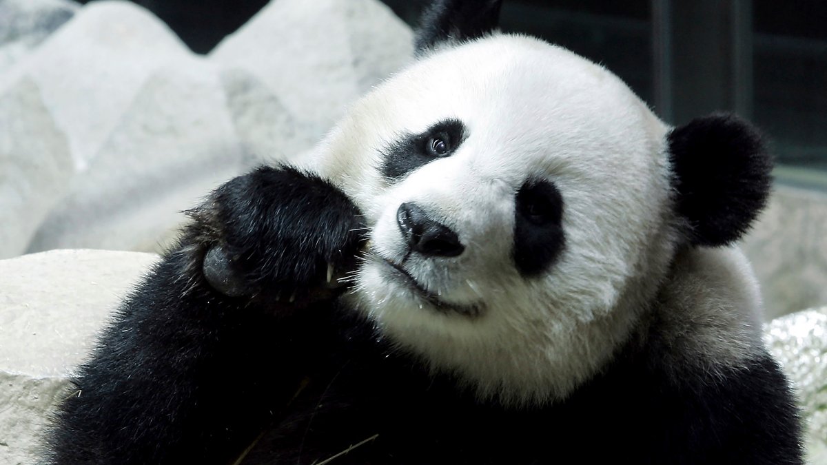 大熊猫林慧在泰国去世 – NBC洛杉矶