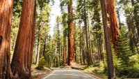 Tree-tastic Times: The Sequoia Shuttle Is Ready to Roll for Summer