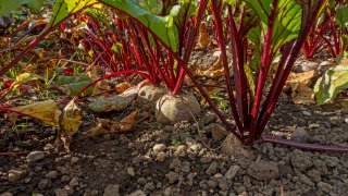 Close up of rows of beetroot plants growing in a vegetable garden