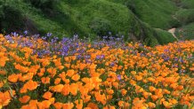 California Golden Poppy and Phacelia Minor blooming in Chino Hills State Park, California