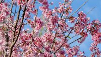 Cherry Blossom Festivals Bloom Across Southern California