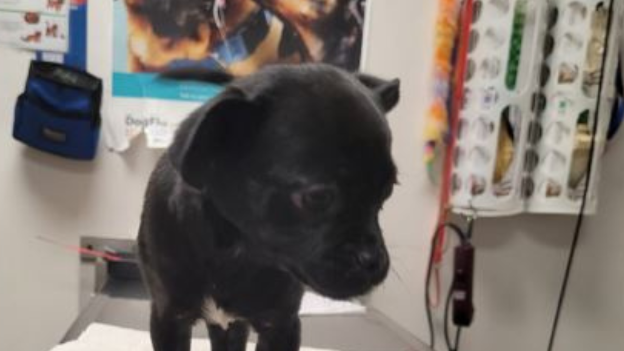 Man Arrested for Allegedly Tossing 2-Month-Old Puppy Over Tujunga Fence – NBC Los Angeles - Vimarsana News