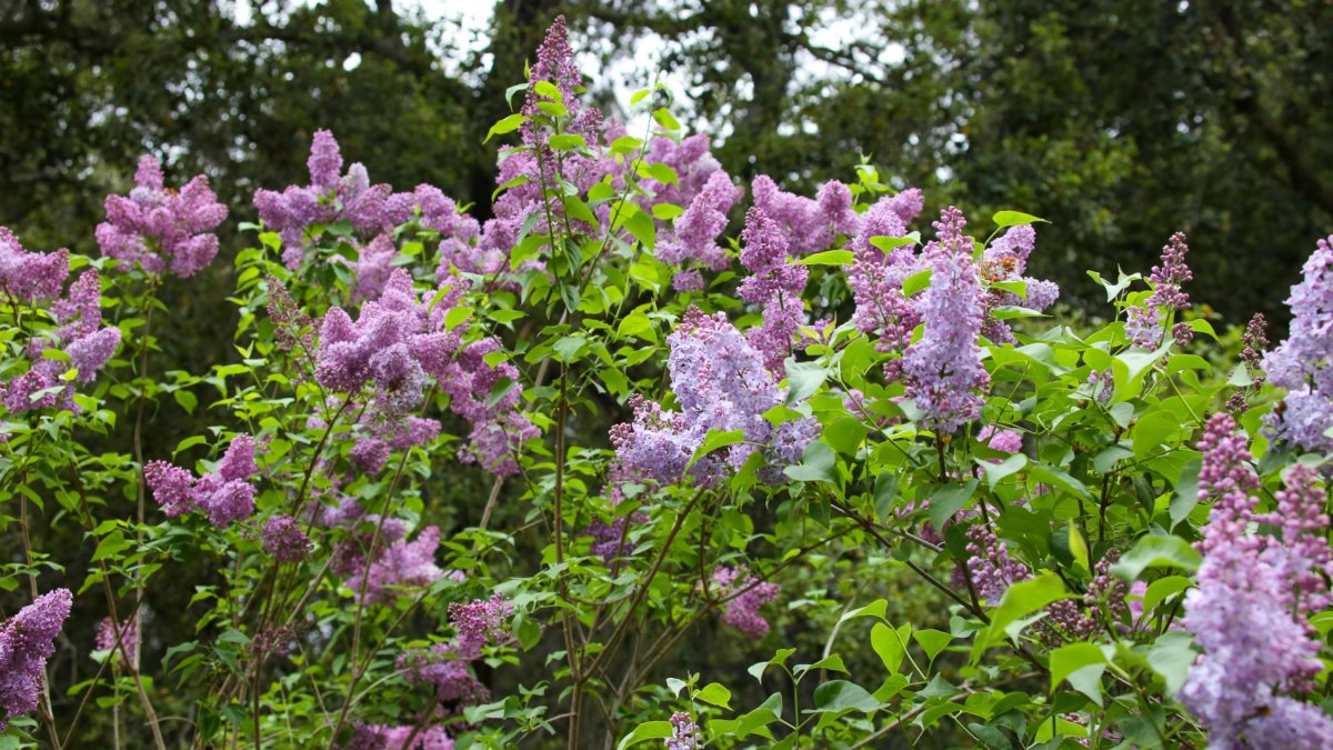 A Knack for Lilacs The Scenttastic Flowers Are Peaking at This SoCal
