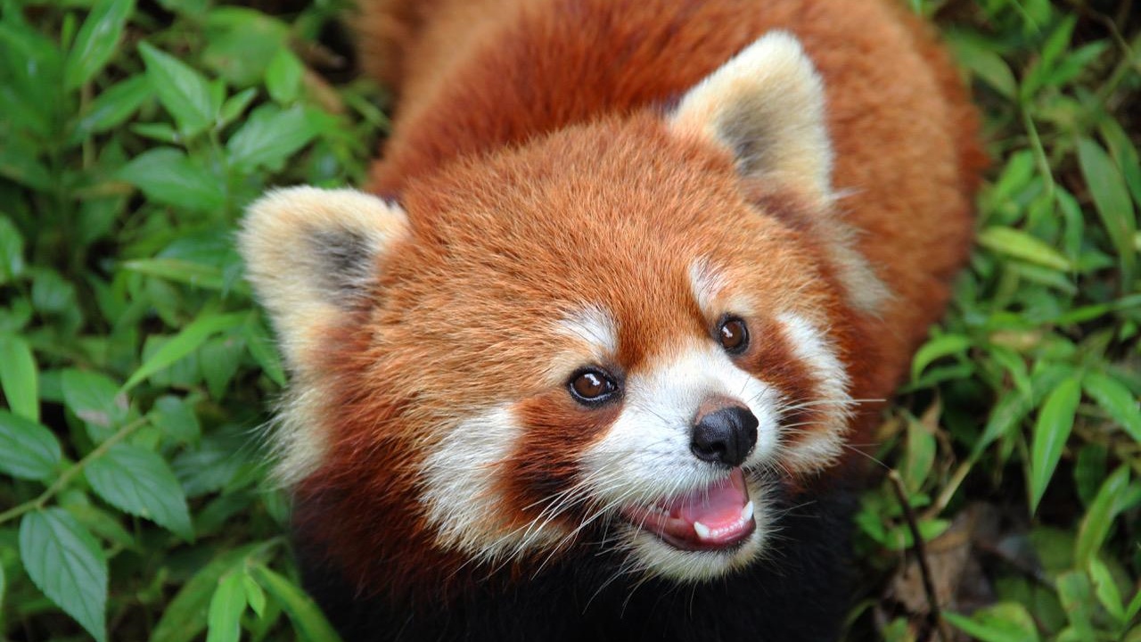 Red Panda  San Diego Zoo Animals & Plants