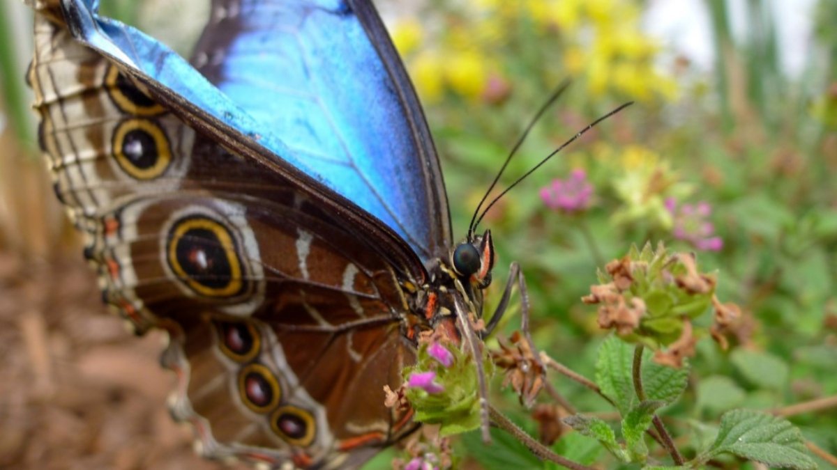 Hundreds of Butterflies to ‘SOAR’ at South Coast Botanic Garden NBC