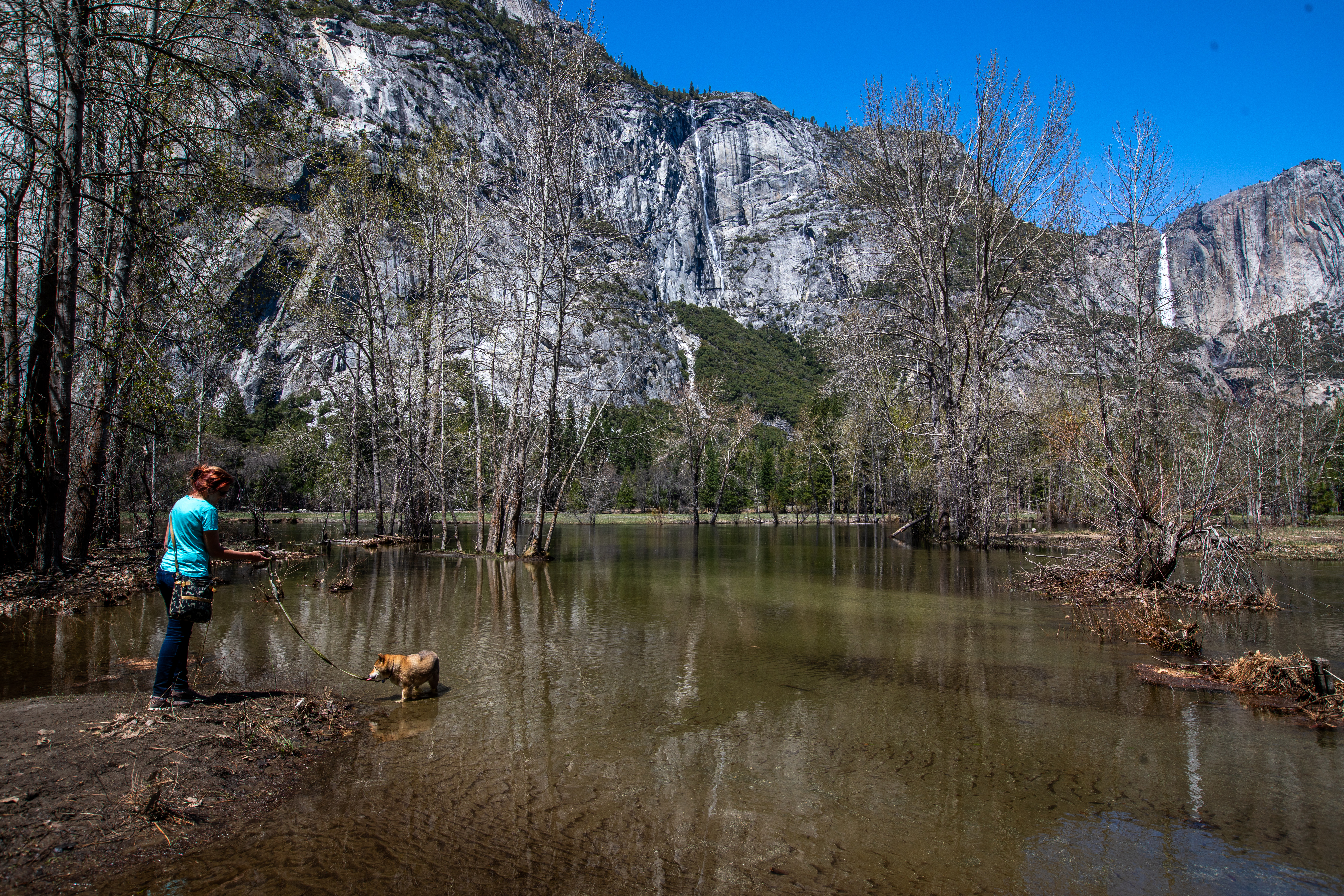 A woman walks her Shiba Inu dog named "Nami" on Friday, April 28, 2023, in Yosemite National Park.