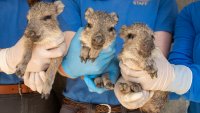 A Precious Pack of Petite Peccaries Is Now at Play in Palm Desert
