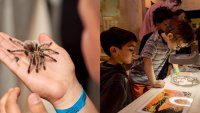 Bug Fair, the huge Natural History Museum fest, is big on tiny (and not so tiny) insects
