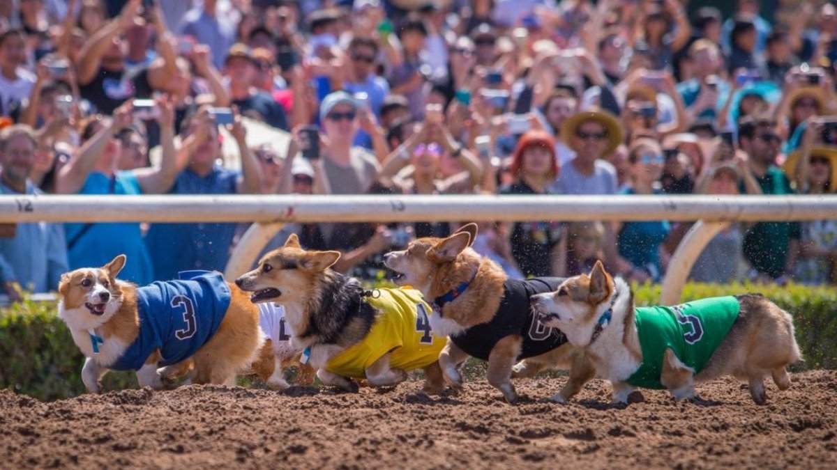 Offbeat Pup Events, From Races to Comedy, Will Make May Merrier