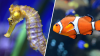 The Aquarium of the Pacific Celebrates Its 25th Anniversary