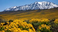 Snow amazing: The Eastern Sierra wildflower season is enjoying a strong start