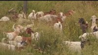 Goats Return to Reagan Library to Graze on Dry Grass