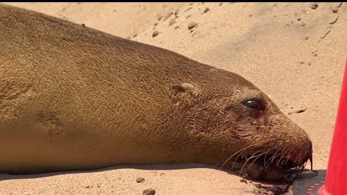 Dead or dying animals are washing up on SoCal beaches – NBC Los Angeles