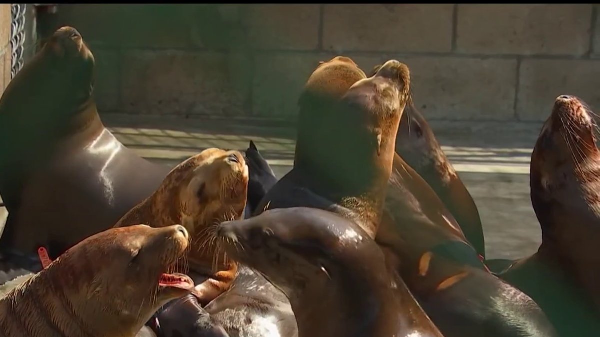 LAUSD students celebrate release of sea lions saved from toxic algae bloom  – Daily News