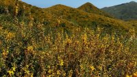 Photos: Santa Monica Mountains' continue to Bloom through June