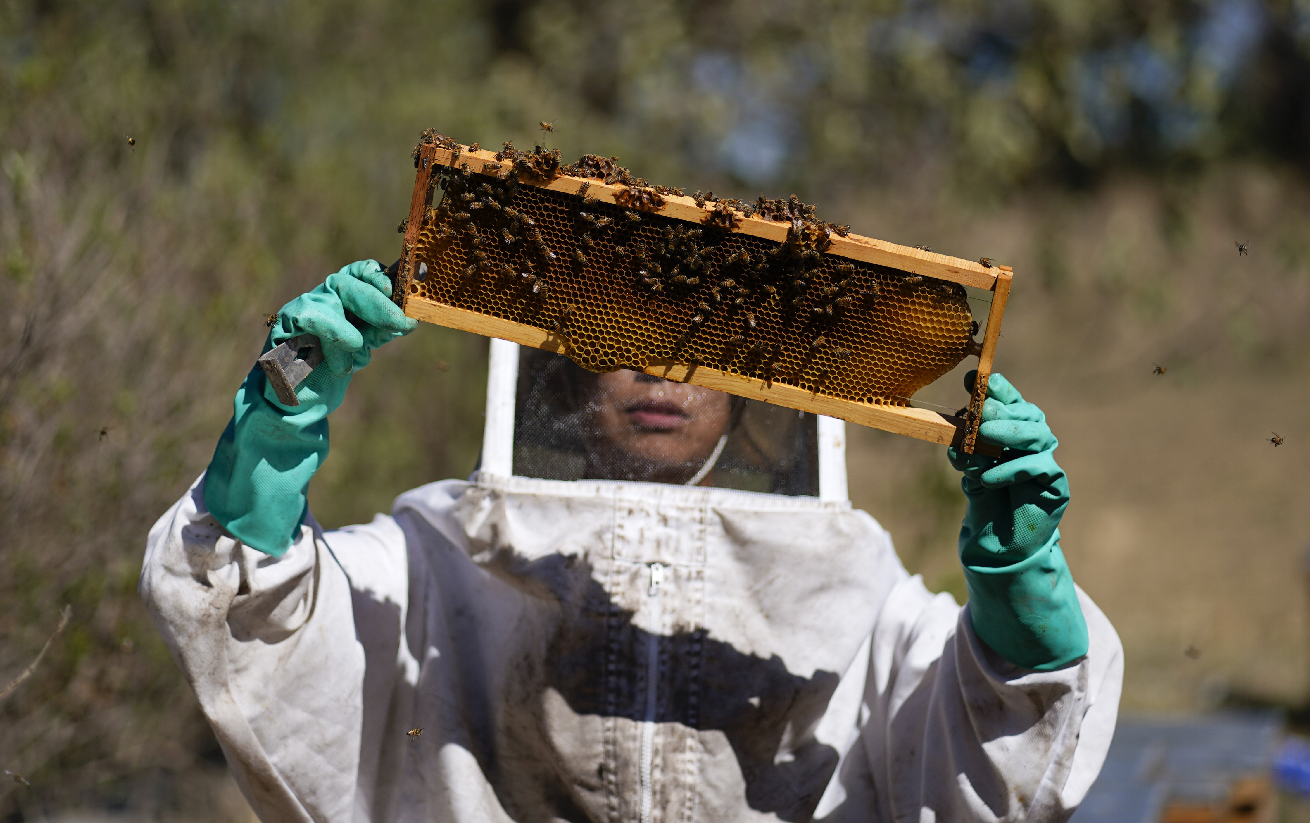 They serve a massive purpose for us': Miami beekeeper working to create a  buzz about bees - WSVN 7News, Miami News, Weather, Sports