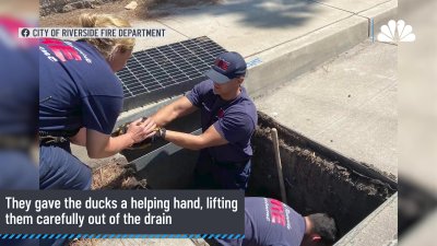 Riverside firefighters reunite ducklings with their mom after storm drain rescue