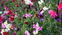 Fragrant sweet pea flowers are ready for picking at this Moorpark farm