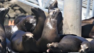 Wild sea lions nap on a buoy in the Pacific Ocean in Oxnard.
