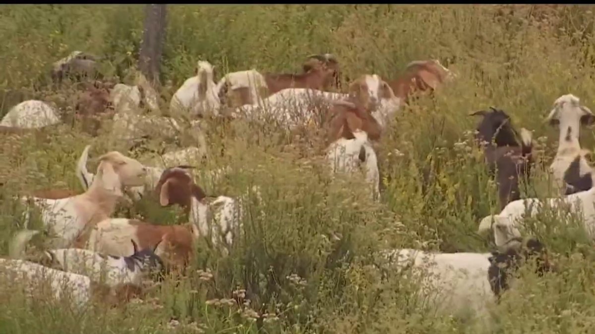 Hundreds of Goats Help Prevent Wildfires in Simi Valley - Vimarsana News