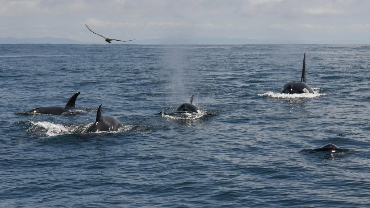 Killer whales spotted off San Francisco – NBC Los Angeles - Vimarsana News