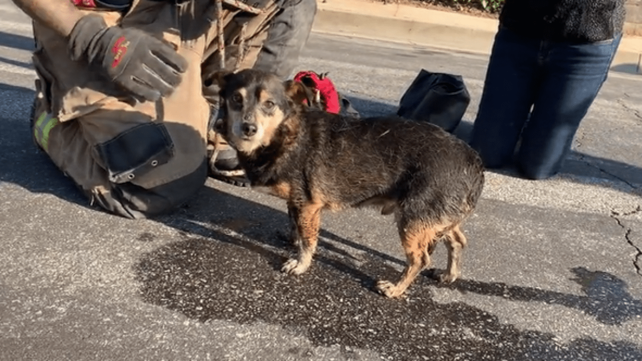 Camden County Sheriff's Office Rescues Boater And Dog Near I-95 Bridge