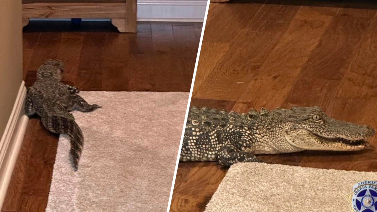 Alligator sneaks into Louisiana home through doggy door – NBC Los Angeles - Vimarsana News