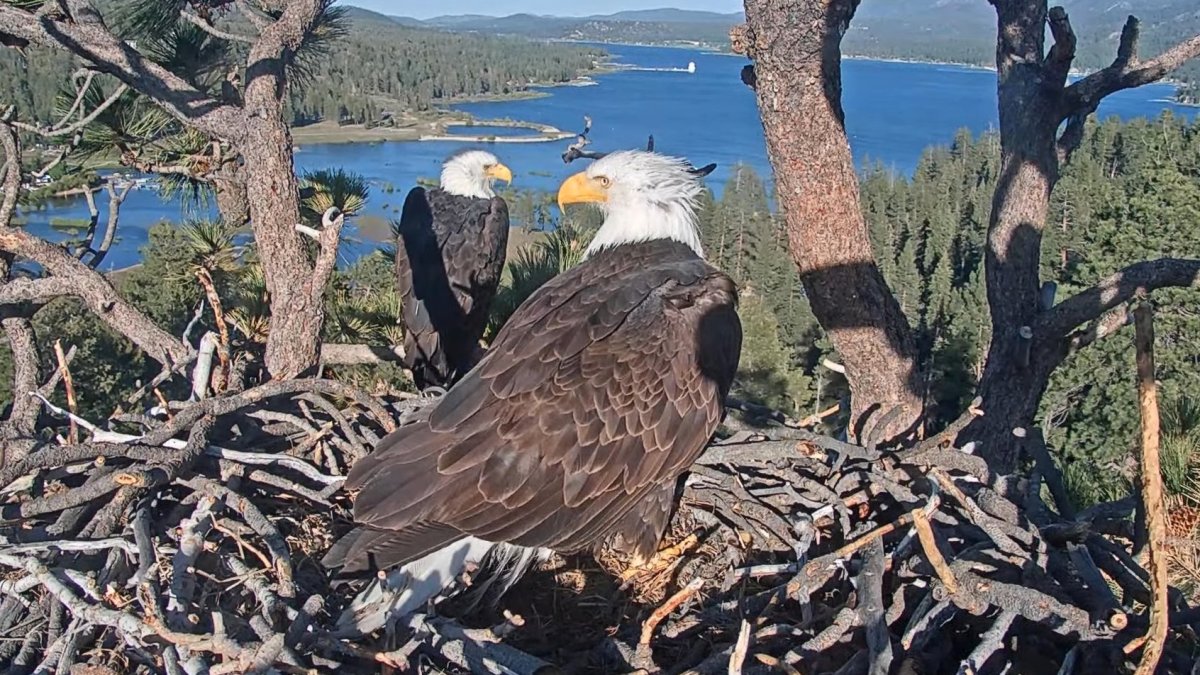 Big Bear eagles Jackie and Shadow build their nest again