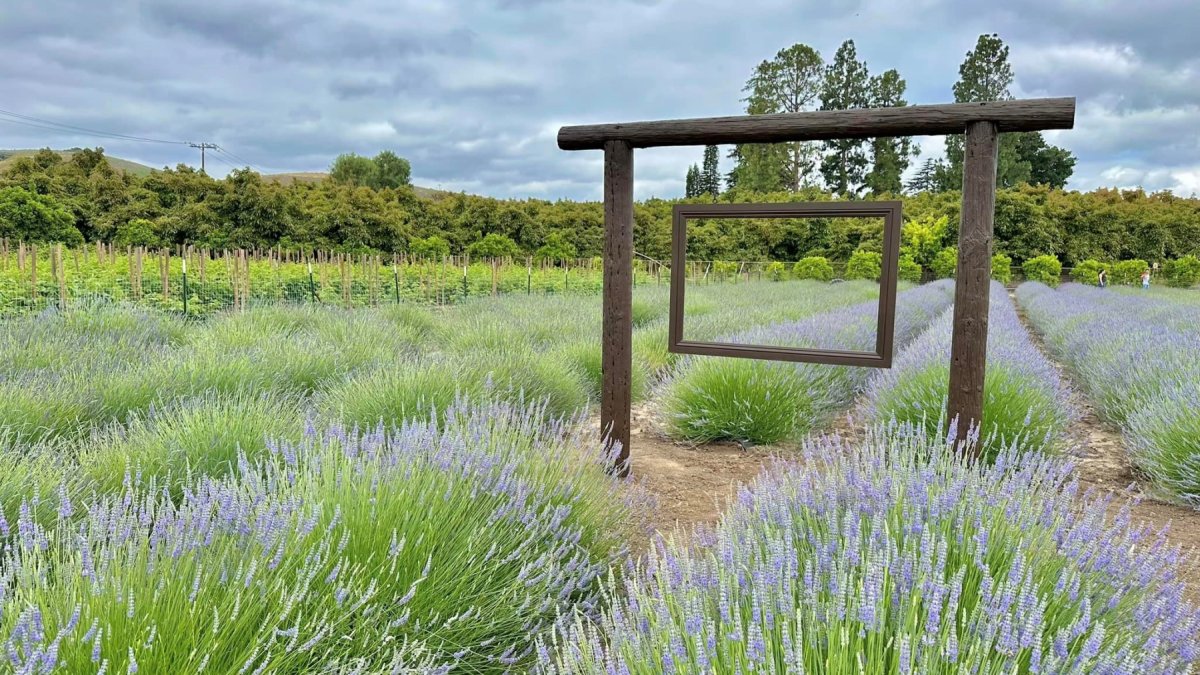 Enjoy an olfactory escapade: Pick your own lavender at this Moorpark farm