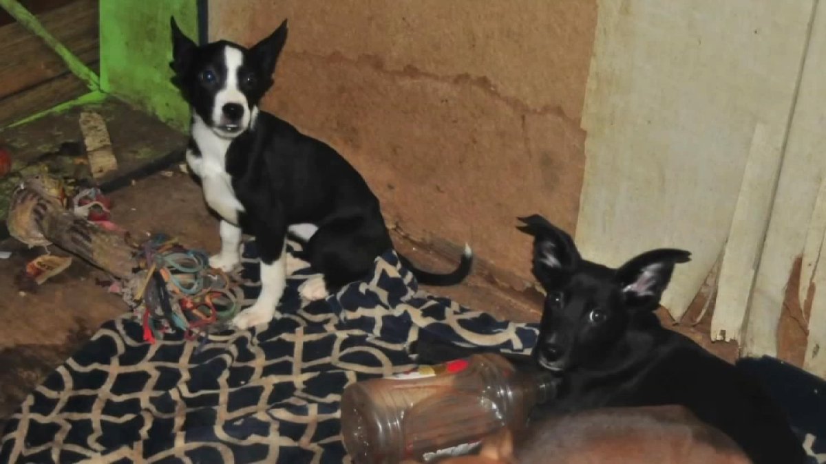 animal-rescue-cofounder-sought-after-dogs-found-in-deplorable