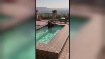 Bear Makes a Splash in Jacuzzi With a View at Burbank Home
